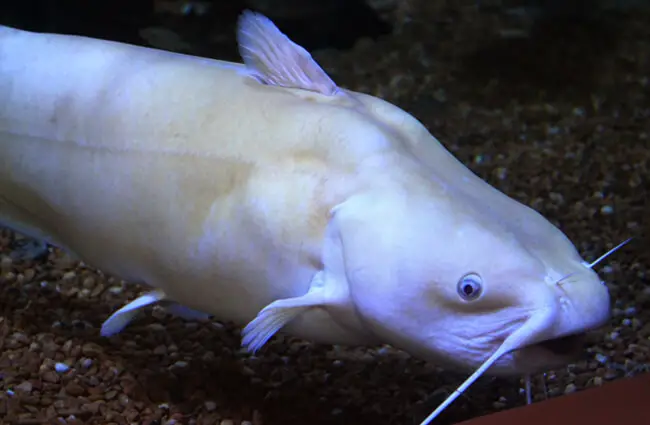 This white-colored channel catfish at the North Mississippi Fish Hatchery. Photo by: Rebecca M. Krogman, U.S. Fish and Wildlife Service Southeast Region https://creativecommons.org/licenses/by/2.0/ 