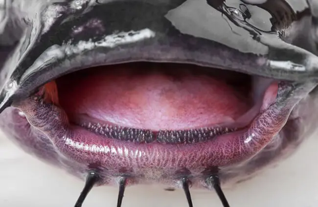 Ultra closeup of a Channel Catfish mouth Photo by: (c) photozi www.fotosearch.com