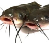 The Channel Catfish Is The Traditionally American Kind Of A Fish.photo By: (C) Goruppa Www.fotosearch.com