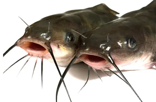 The Channel Catfish is the traditionally American kind of a fish.Photo by: (c) Goruppa www.fotosearch.com
