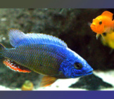 African Cichlid In A Home Aquarium Photo By: C Watts Https://Creativecommons.org/Licenses/By-Sa/2.0/ 