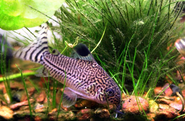 Leopard Catfish, also known as the Julii Cory Photo by: elcynico https://creativecommons.org/licenses/by-sa/2.0/ 