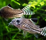 A Pair Of Julii Cory Catfish In An Aquarium Photo By: Elcynico Https://Creativecommons.org/Licenses/By-Sa/2.0/ 