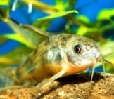 Aquarium Catfish, Cory Catfishphoto By: (C) Neryx Www.fotosearch.com