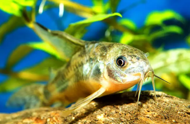 Aquarium Catfish, cory catfishPhoto by: (c) neryx www.fotosearch.com