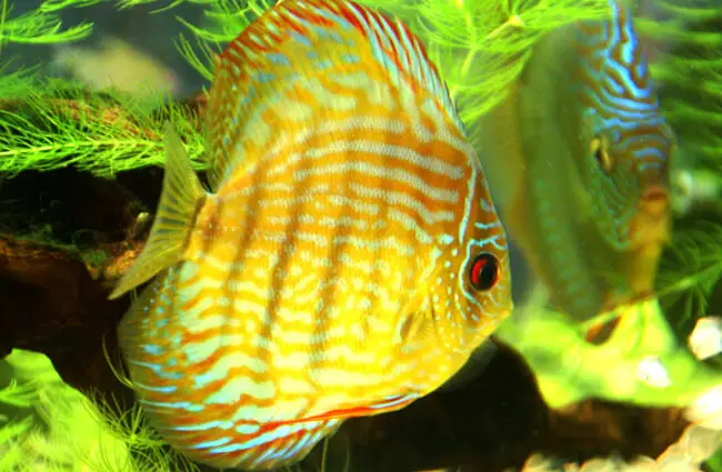 Beautiful yellow-colored Discus Photo by: Laura Wolf https://creativecommons.org/licenses/by/2.0/ 