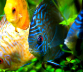 A Gathering Of Discus In Various Colors Photo By: V.v Https://Creativecommons.org/Licenses/By/2.0/ 