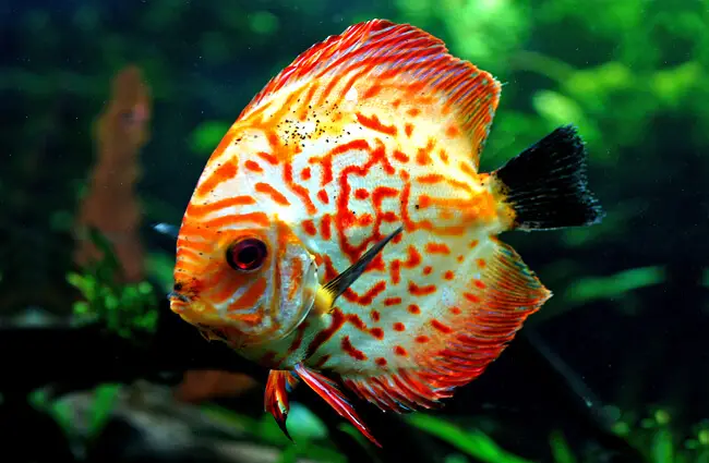 Discus on display at the Honolulu Aquarium Photo by: Bernard Spragg. NZ https://creativecommons.org/licenses/by/2.0/ 