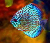 Green Discus, A Tropical Fish Photo By: Cuatrok77Https://Creativecommons.org/Licenses/By/2.0/
