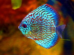 Green Discus, a tropical fish Photo by: cuatrok77https://creativecommons.org/licenses/by/2.0/