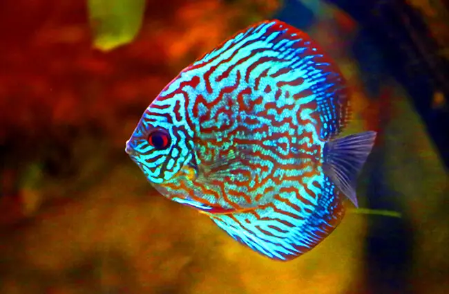 Green Discus, a tropical fish Photo by: cuatrok77https://creativecommons.org/licenses/by/2.0/