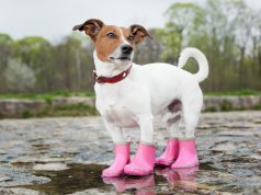 dog boots by: Fotosearch.com