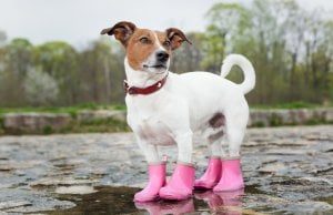 dog boots by: Fotosearch.com