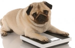 dog weight by: fotosearch.com