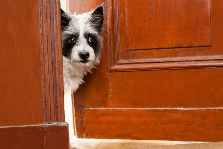 Trianer's Top Picks: Best Dog Door - Animals Network