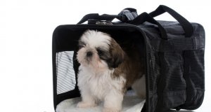 dog crate by: Fotosearch.com