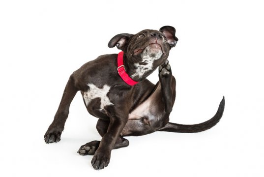 Dog scratching by: Fotosearch.com