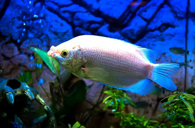 Kissing Gourami Photo by: mikesoft98 https://creativecommons.org/licenses/by-nd/2.0/ 