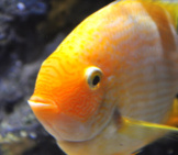 Closeup Of A Yellow-Colored Gourami Photo By: Adrian Mohedanohttps://Creativecommons.org/Licenses/By-Nd/2.0/