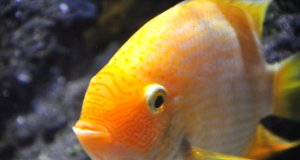 Closeup of a yellow-colored Gourami Photo by: Adrian Mohedanohttps://creativecommons.org/licenses/by-nd/2.0/