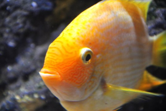 Closeup of a yellow-colored Gourami Photo by: Adrian Mohedanohttps://creativecommons.org/licenses/by-nd/2.0/