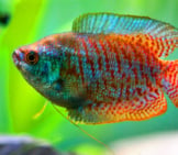 A Pretty Gourami In Profile Https://Creativecommons.org/Licenses/By-Nd/2.0/
