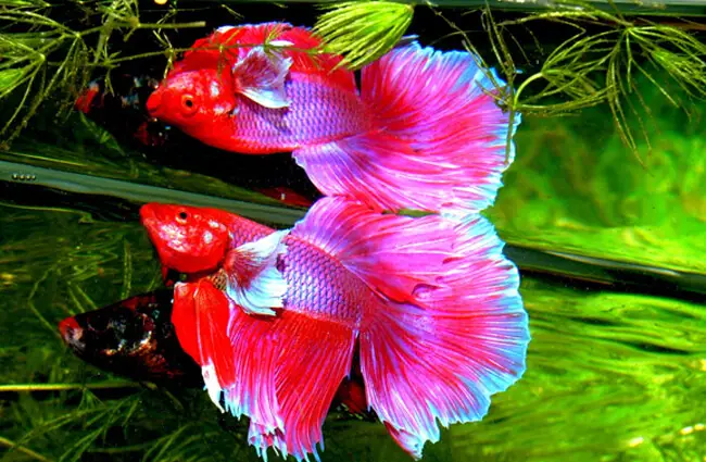 The Betta fish is one species of the Gourami Photo by: oranda (from Pixabay) https://pixabay.com/photos/betta-splendens-siam-fighter-fish-1514394/ 