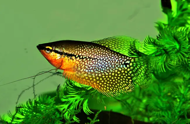 Pearl Gourami in a home aquarium Photo by: oranda (from Pixabay) https://pixabay.com/photos/gourami-pearl-trichogaster-leeri-3630675/ 