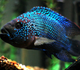 Another Blue-Colored Dempsey Photo By: Jason Wolff Https://Creativecommons.org/Licenses/By/2.0/ 