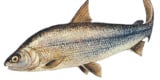 Lake Whitefish Drawingphoto By: Noaa Great Lakes Environmental Research Laboratoryhttps://Creativecommons.org/Licenses/By-Sa/2.0/