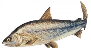Lake Whitefish drawingPhoto by: NOAA Great Lakes Environmental Research Laboratoryhttps://creativecommons.org/licenses/by-sa/2.0/