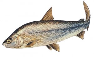 Lake Whitefish drawingPhoto by: NOAA Great Lakes Environmental Research Laboratoryhttps://creativecommons.org/licenses/by-sa/2.0/