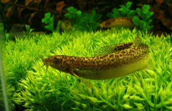 Angora Loach Archives - Animals Network