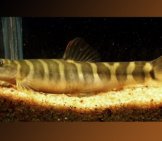 Banded Mountain Loach Photo By: Amila Tennakoon Https://Creativecommons.org/Licenses/By-Nd/2.0/ 