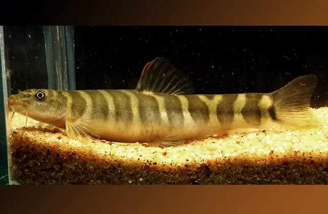 Banded Mountain Loach Photo by: Amila Tennakoon https://creativecommons.org/licenses/by-nd/2.0/ 