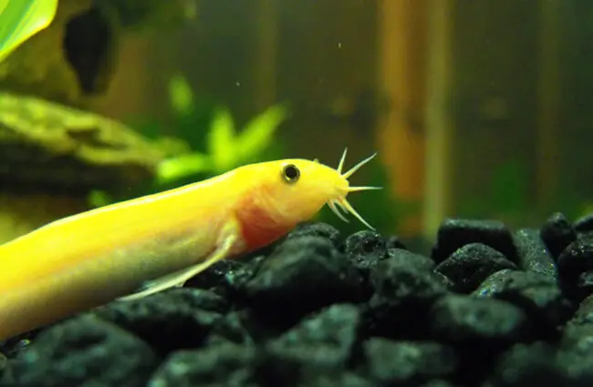 Golden Dojo Loach Photo by: Lauren Anderson https://creativecommons.org/licenses/by-nd/2.0/ 