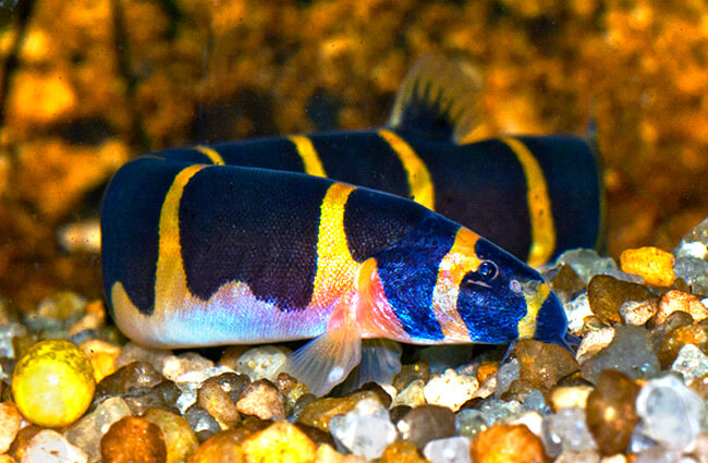 Kuhli Loach on the rocky bottom of an aquarium Photo by: AJ Cann https://creativecommons.org/licenses/by-nd/2.0/ 