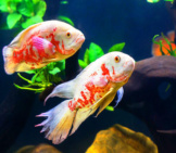 A Pair Of Albino Oscarsphoto By: (C) Titipong Www.fotosearch.com