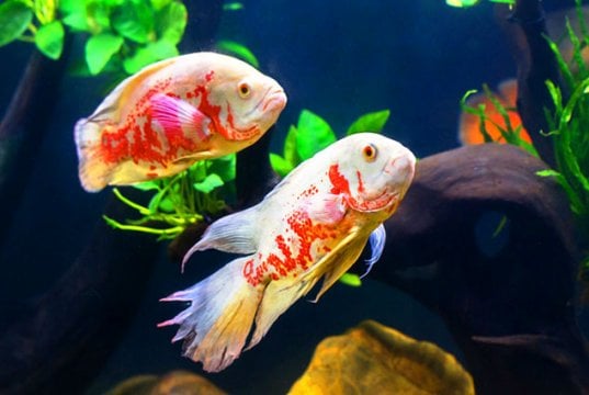 A pair of Albino OscarsPhoto by: (c) titipong www.fotosearch.com