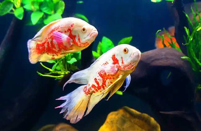 Oscar Fish Description Habitat Image Diet And Interesting Facts