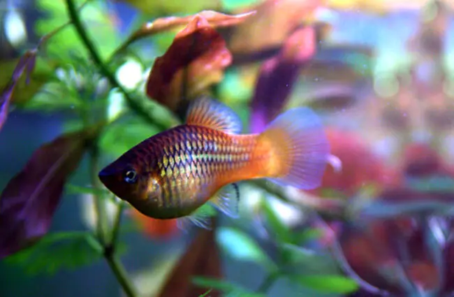 Platyfish in a home aquarium Photo by: Allie_Caulfield https://creativecommons.org/licenses/by/2.0/ 