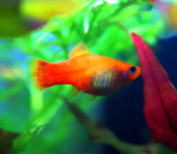 Gold Colored Platy Photo By: Allie_Caulfield Https://Creativecommons.org/Licenses/By/2.0/ 