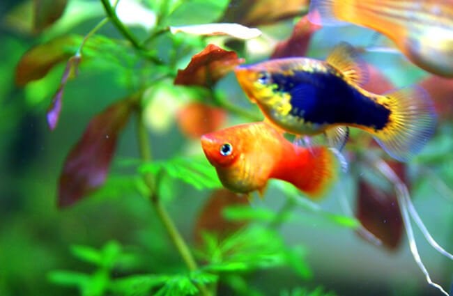 Platies in a home aquarium Photo by: Allie_Caulfield https://creativecommons.org/licenses/by/2.0/ 
