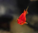 Red Platyfish Фото: (C) Nic9899 Www.fotosearch.com