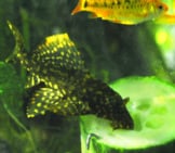 Pleco Eating A Slice Of Cucumber Photo By: Peter Harrison Https://Creativecommons.org/Licenses/By/2.0/ 