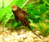 Pleco Feeding From The Wall Of A Home Aquariumphoto By: John Blackmorehttps://Creativecommons.org/Licenses/By/2.0/