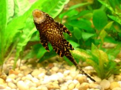 Pleco feeding from the wall of a home aquariumPhoto by: John Blackmorehttps://creativecommons.org/licenses/by/2.0/