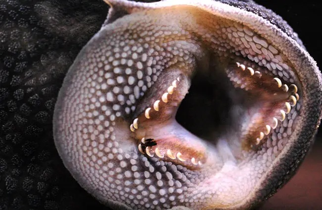 detail of a Royal Pleco&#039;s mouth Photo by: Jan https://creativecommons.org/licenses/by/2.0/ 