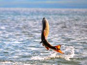 Chum Salmon leaping from the waterPhoto by: K. Mueller, U.S. Fish and Wildlife Service Headquartershttps://creativecommons.org/licenses/by/2.0/