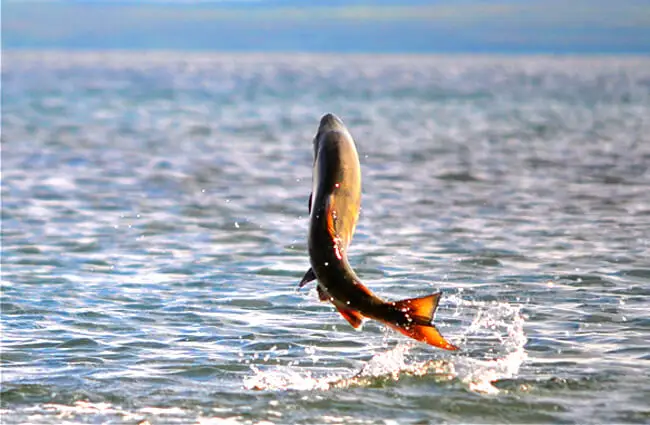Chum Salmon leaping from the waterPhoto by: K. Mueller, U.S. Fish and Wildlife Service Headquartershttps://creativecommons.org/licenses/by/2.0/